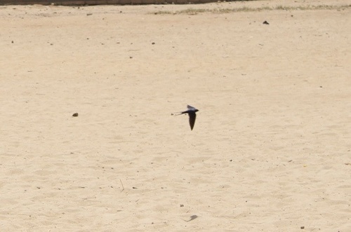 Barn Swallow