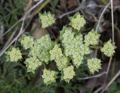 Lomatium dasycarpum
