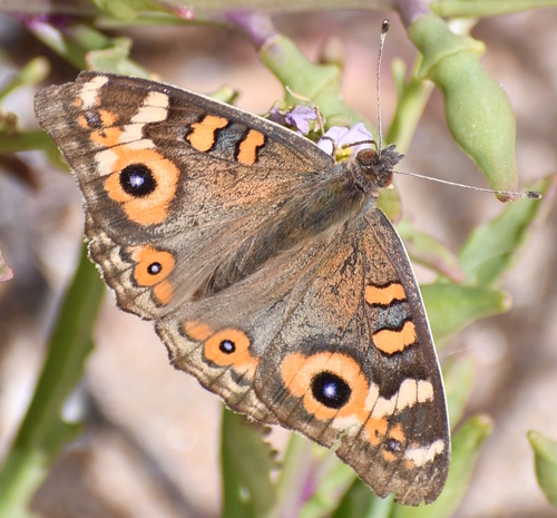 Meadow Argus