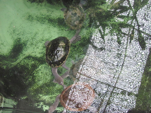 McCord's Snakeneck Turtle, Chelodina mccordi