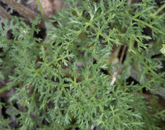 Lomatium dasycarpum