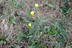 Crocanthemum carolinianum