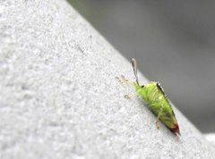 Elasmostethus nubilus