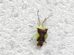 Elasmostethus nubilus