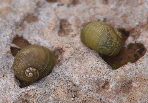 Cantareus apertus