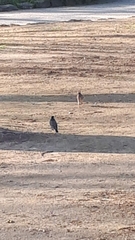 Spodiopsar cineraceus