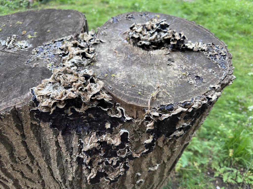 Auricularia mesenterica · May 2026 · photo: © testzzz (iNaturalist, cc-by)