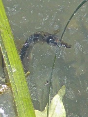 Syngnathidae