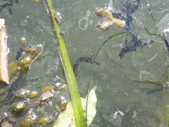 Syngnathidae