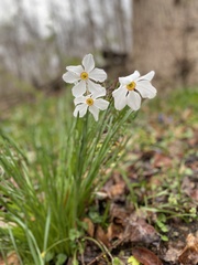 Narcissus poeticus