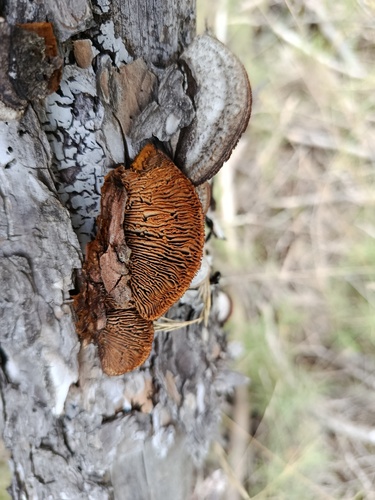 Conifer Mazegill