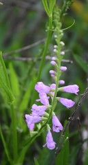 Physostegia intermedia