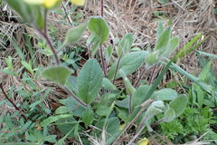 Crocanthemum carolinianum