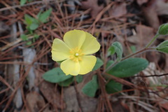 Crocanthemum carolinianum