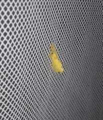 Dalceridae