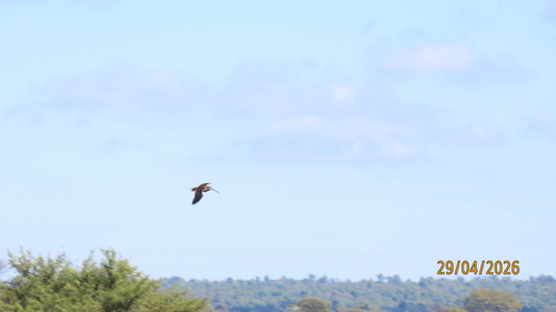 iNaturalist: (c) canlamb, some rights reserved (CC BY-NC) iNaturalist image