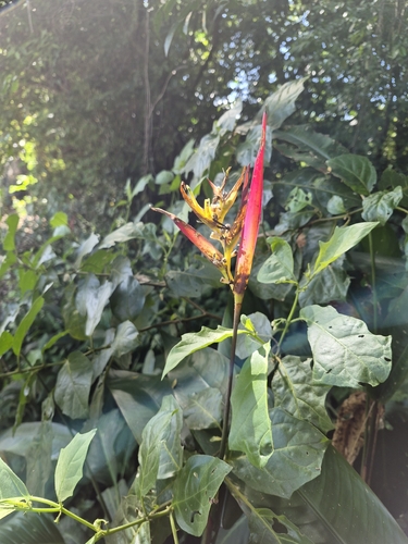 Heliconia hirsuta, photograph 1