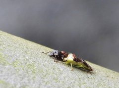 Elasmostethus nubilus