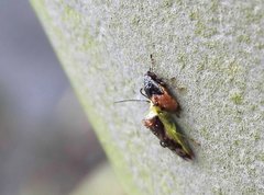 Elasmostethus nubilus