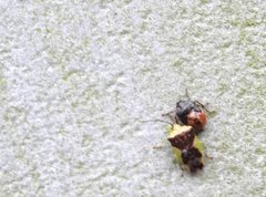 Elasmostethus nubilus