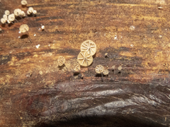 Cryptomarasmius rhopalostylidis