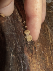 Cryptomarasmius rhopalostylidis