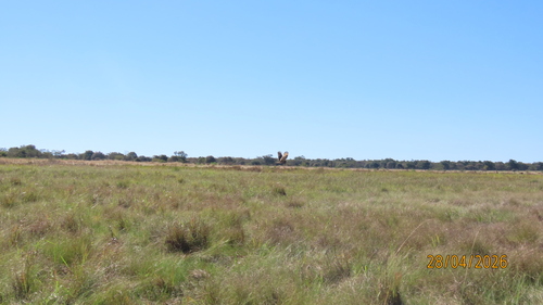 iNaturalist image