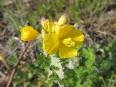 Chelidonium asiaticum