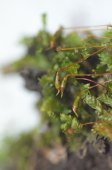 Fissidens taxifolius