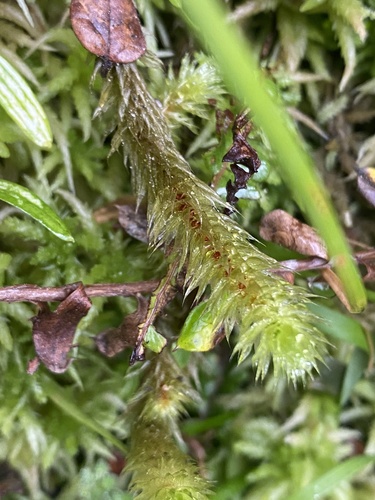 Breutelia elongata observed 2026-04-24