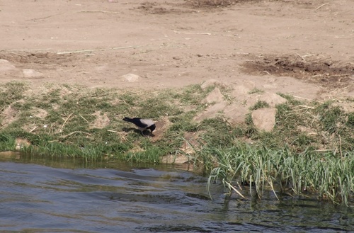 Hooded Crow