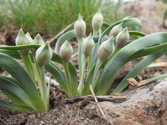Allium anceps