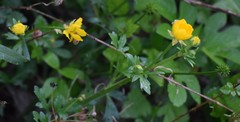 Ranunculus macranthus
