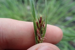 Scleria ciliata