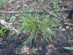 Scleria ciliata