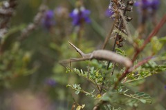 Microcoema acuminata