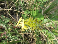 Corydalis speciosa