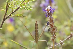 Microcoema acuminata