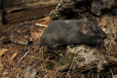Heteromys nelsoni