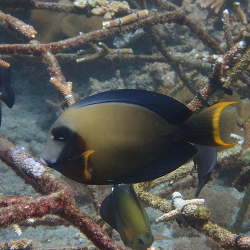 Acanthurus pyroferus