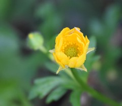Ranunculus macranthus