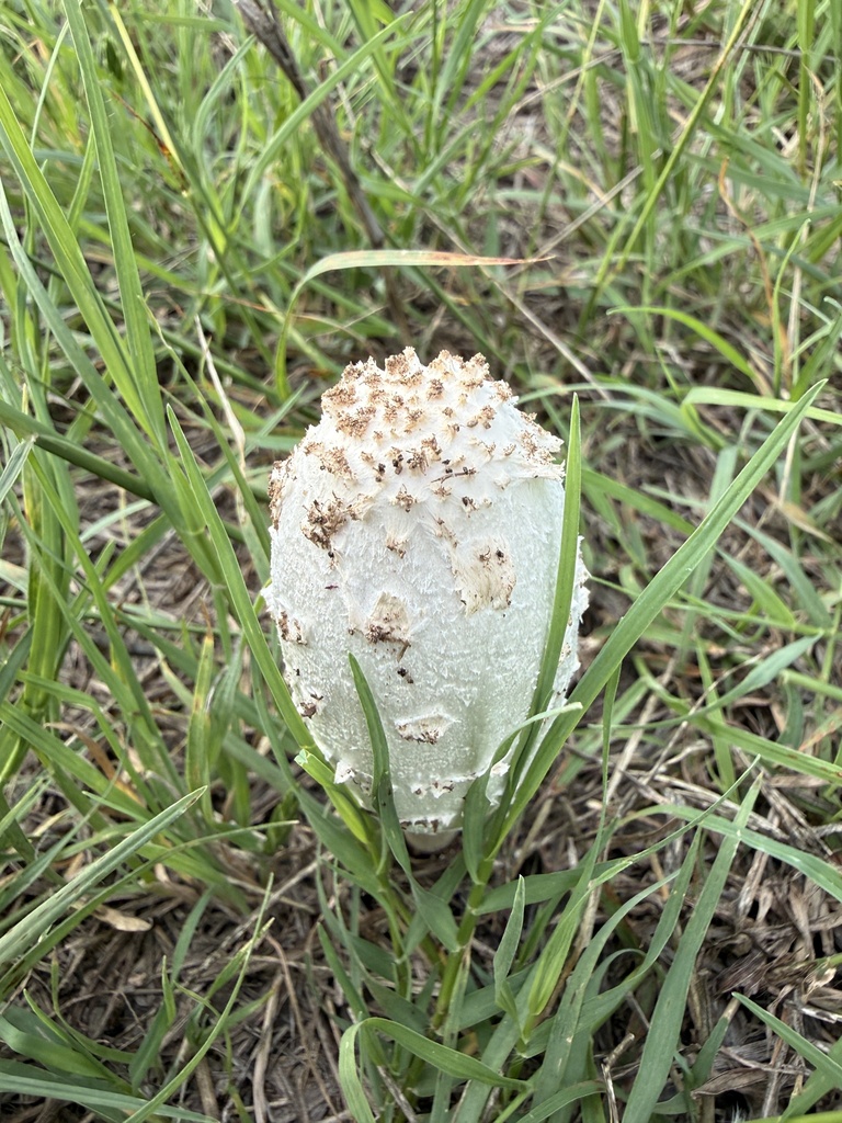 Coprinus comatus · April 2026 · photo: © bgsmith (iNaturalist, cc-by)
