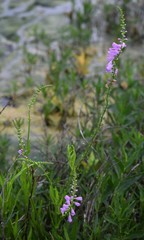 Physostegia intermedia