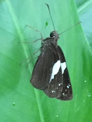 Notocrypta waigensis