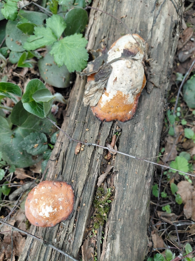 Fomitopsis pinicola · May 2026 · photo: © passingthrough (iNaturalist, cc-by)