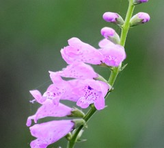 Physostegia intermedia