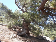 Pinus monophylla
