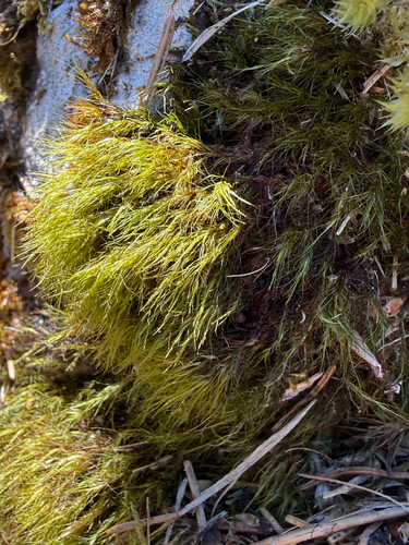 Flexitrichum gracile observed 2026-05-02