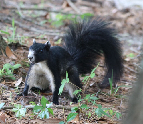Sherman's Fox Squirrel photographed in Florida