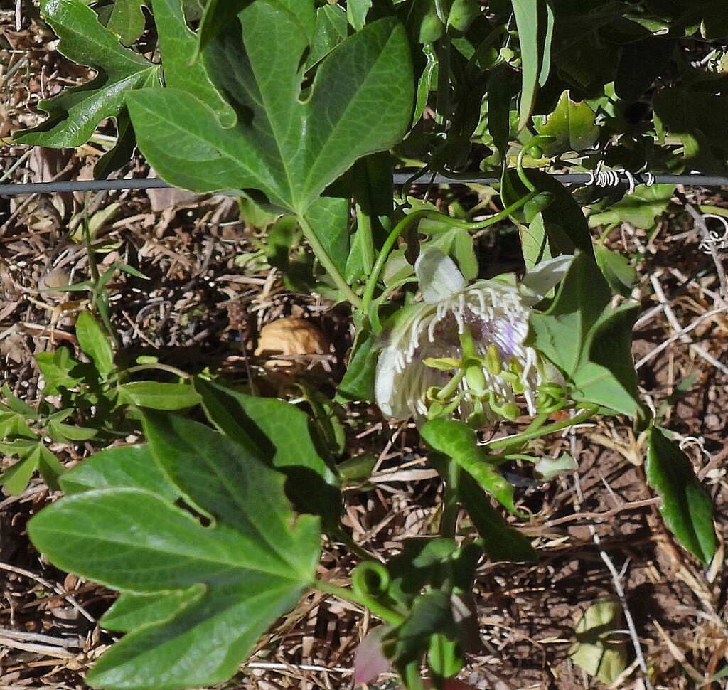 Passiflora tucumanensis; photograph author not stated, no rights reserved